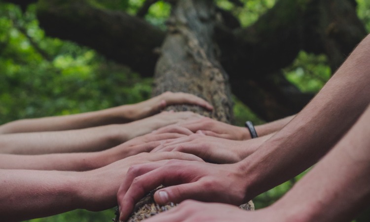tree pruning guide and benefits for tampa homeowners